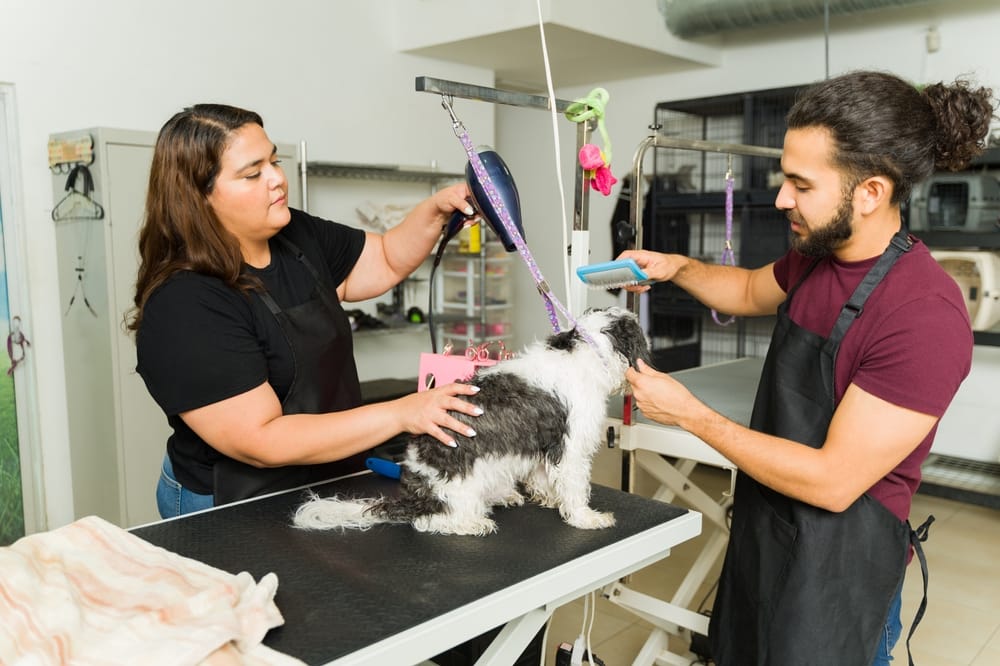 Considering Hiring A Mobile Pet Groomer? Here's What to Expect.
