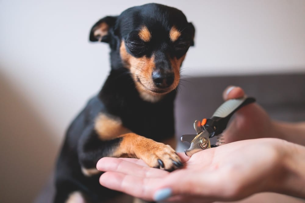 Why and How Often Should You Get Your Dog's Nails Trimmed?