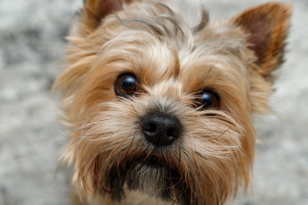 Reasons Why Choosing a Frisco Mobile Dog Spa is a Great Choice.