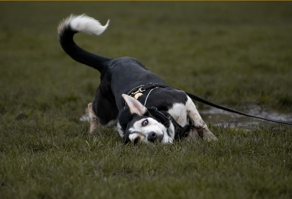 How Should You Choose a McKinney Dog Groomer?