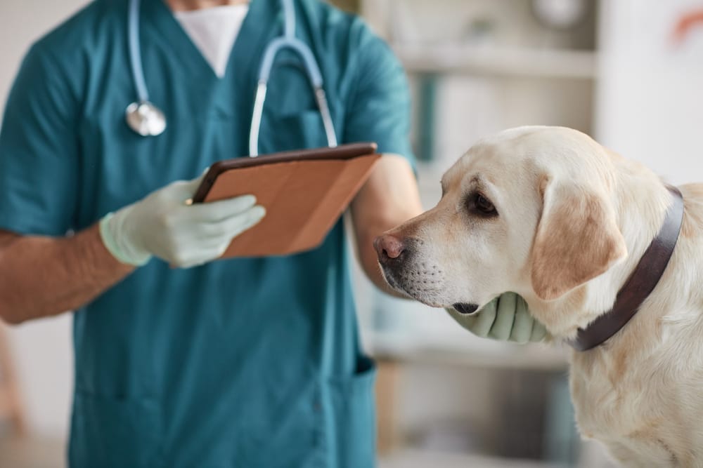 Can Dogs Get Infected With The Corona Virus?