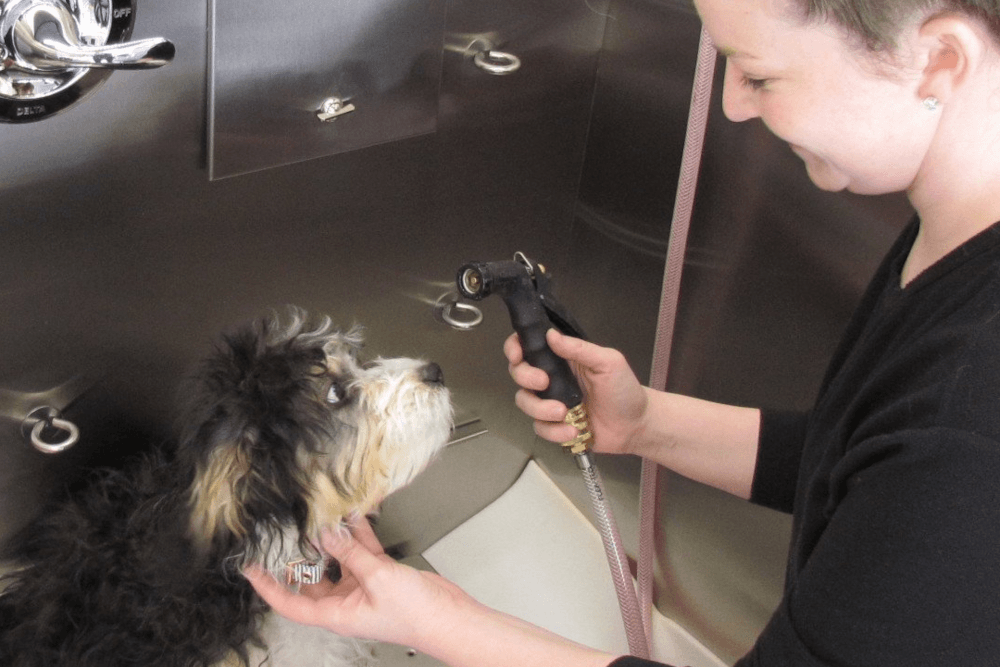Pet Grooming Van vs. Traditional Grooming: Which is Better for Your Dog.