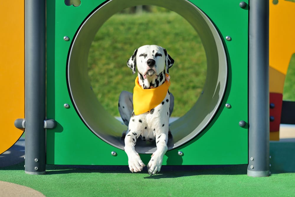 Exploring the Benefits of Mobile Pet Grooming in McKinney.