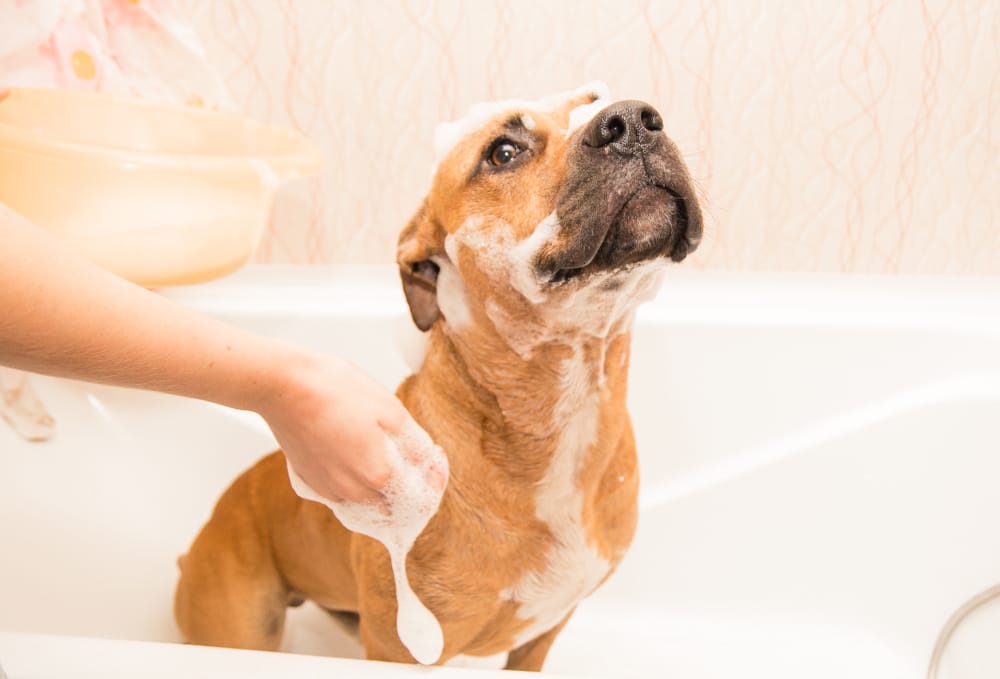 The Ultimate Guide: How Often Should Dogs Be Groomed?