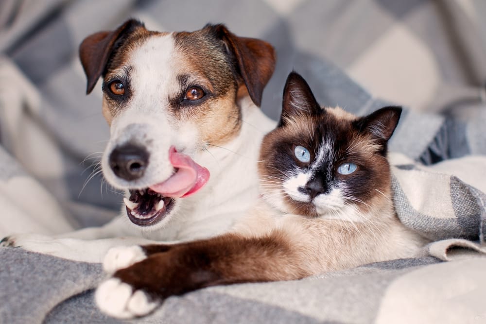 Fluffy, Fabulous, and Furious No More: Why Your Cat Secretly Wants Mobile Grooming by Primped Pooches (Yes, Even Though It’s a Dog Spa).