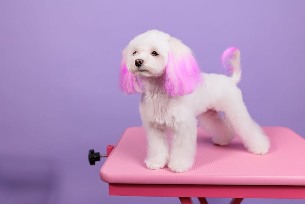 Add Some Color to Your Pup’s Look in McKinney, Allen, Frisco & Plano!
