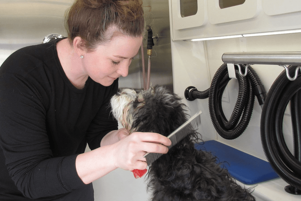 The Benefits of Tailored Dog Grooming: Why One Size Doesn't Fit All
