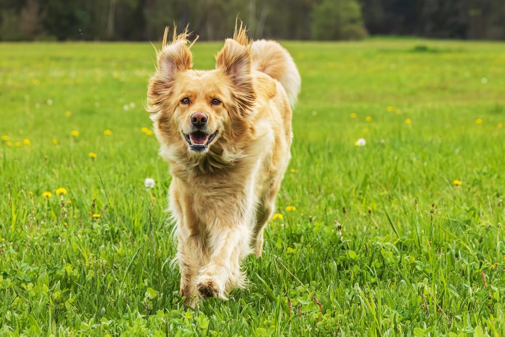 How to Maintain Your Dog's Clean Coat Between Grooming Appointments.