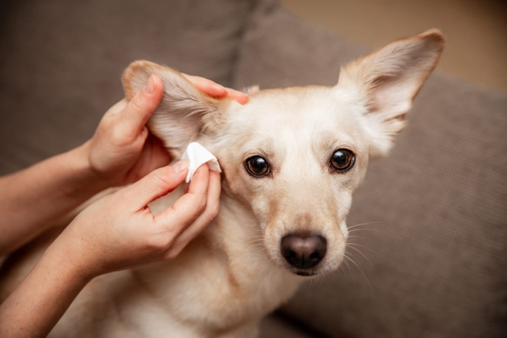 Why Is Dog Ear Cleaning Important for Your Pet's Health?