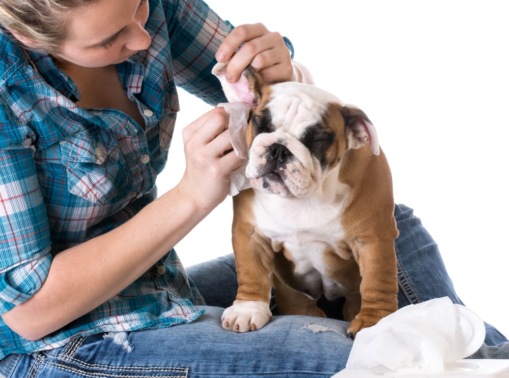 Why Getting Your Dog's Ears Cleaned Is Important.