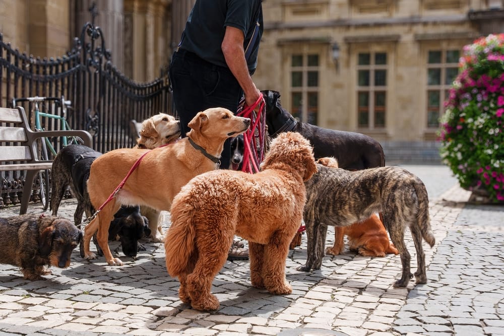 Dog-Friendly Places in McKinney TX | Primped Pooches Mobile Grooming.