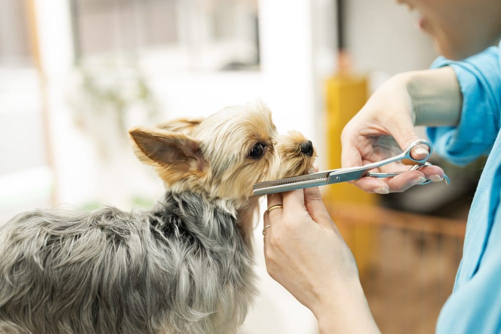 How Often Should I Get My Dog's Hair Cut.