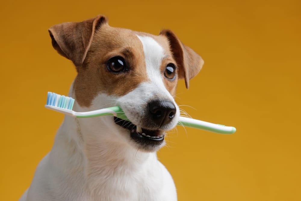 How Often to Brush Dog: Essential Tips for a Healthy Coat
