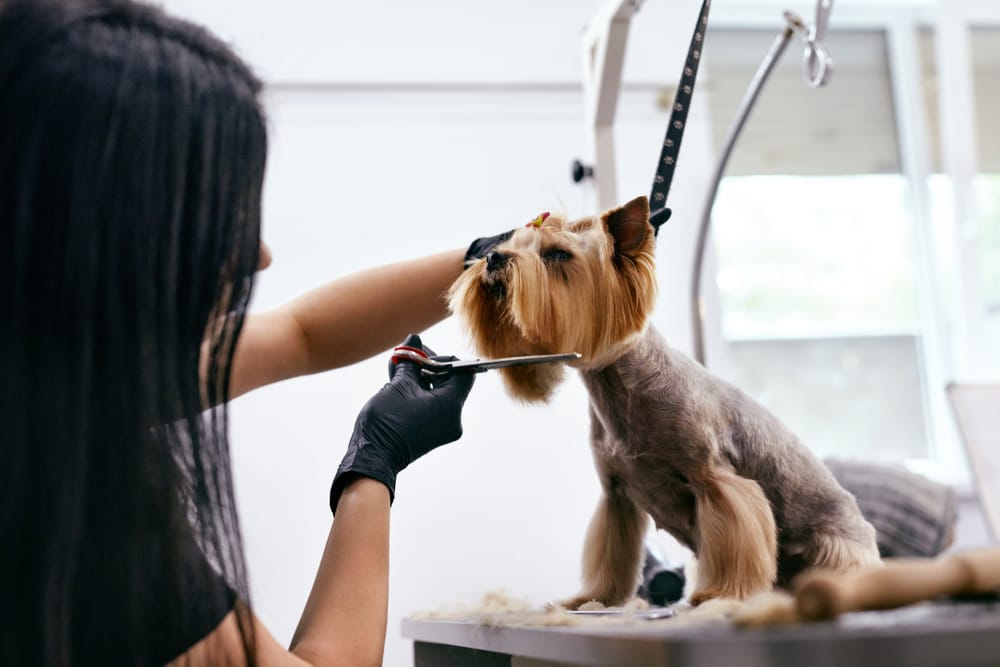 15 Reasons Why a Pet Grooming Van is the Ultimate Convenience for Busy Pet Owners.