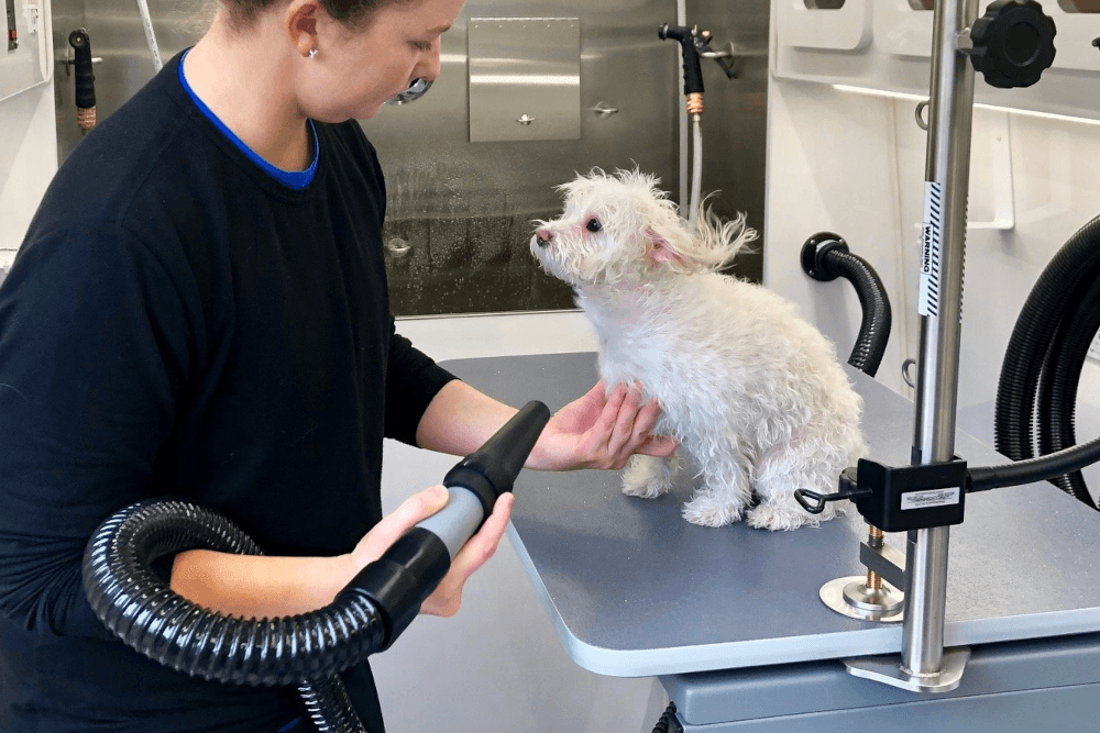 15 Tips for Finding the Best Mobile Groomer Near Me.