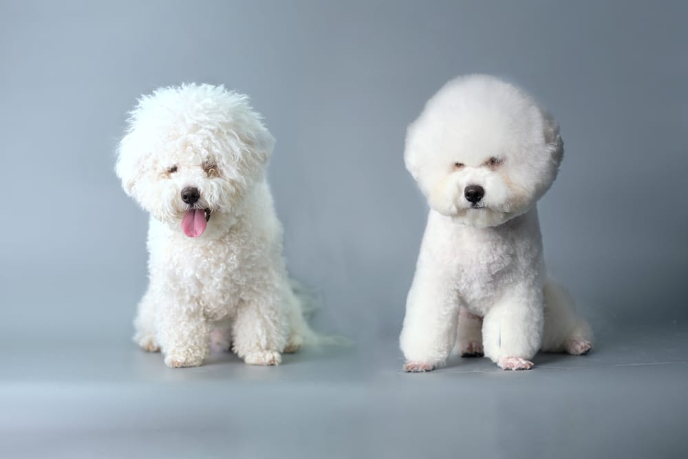 5 benefits of mobile dog grooming you didn't know about.