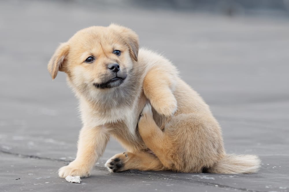 Are Fleas a Problem for Dogs During Winter in Frisco?