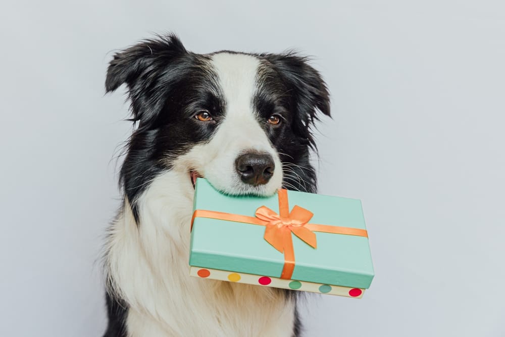 Top Grooming Gifts for Your Dog in North Texas.