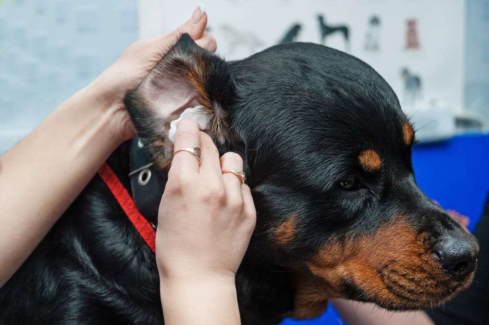 How Often Should Dog Ear Cleaning Be Done?
