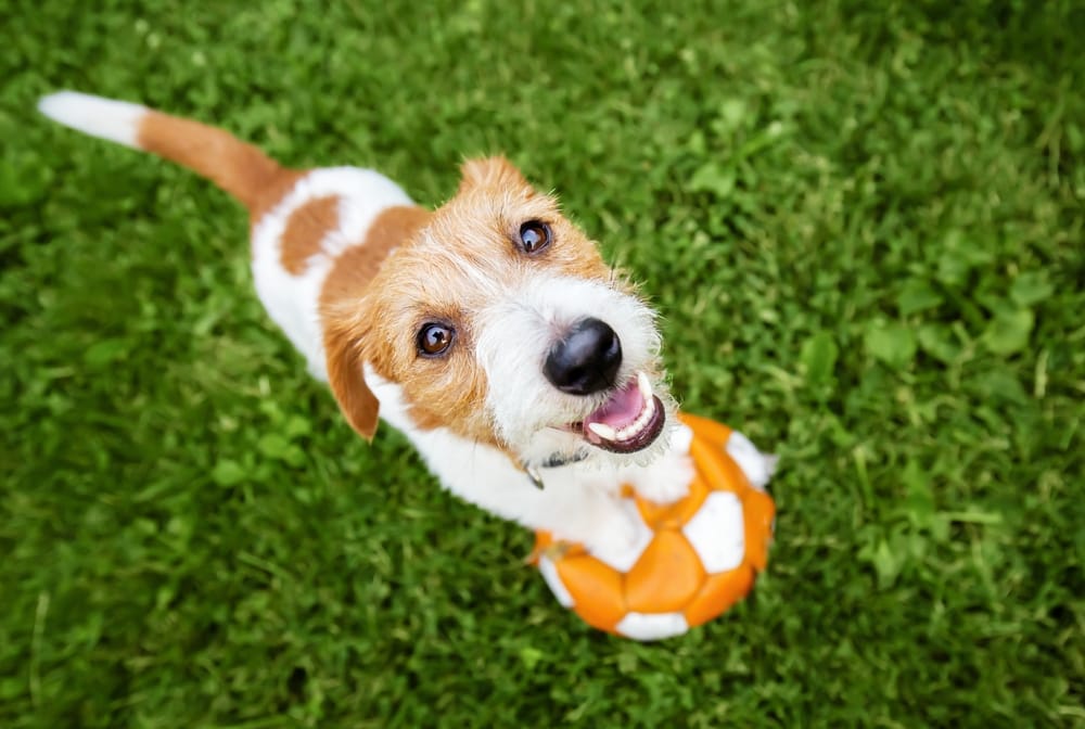 The Importance of Grooming Your Dog During Hot Summer Days.