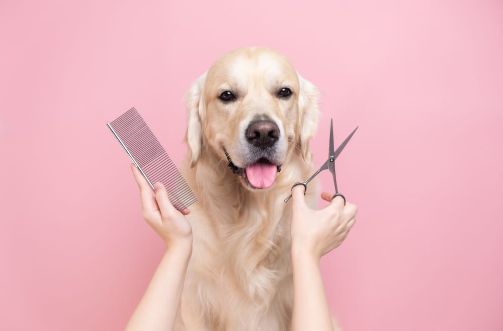 Find out the Average Price for Grooming a Large Dog in Allen, TX.