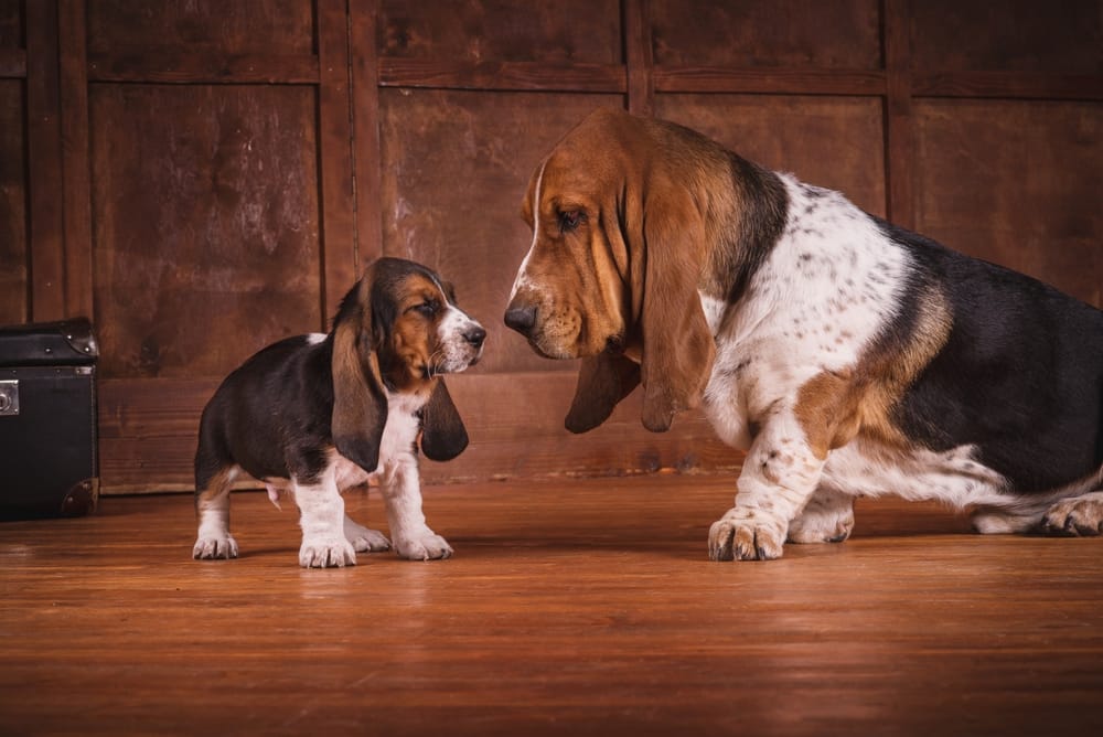Low-Maintenance Dog Breeds Perfect for Families.