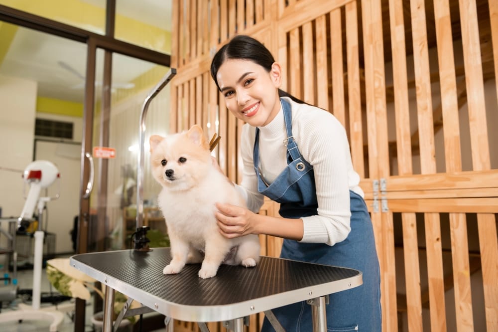 How Mobile Dog Groomer Prices Vary Across McKinney: A Must-Read for Pet Owners.