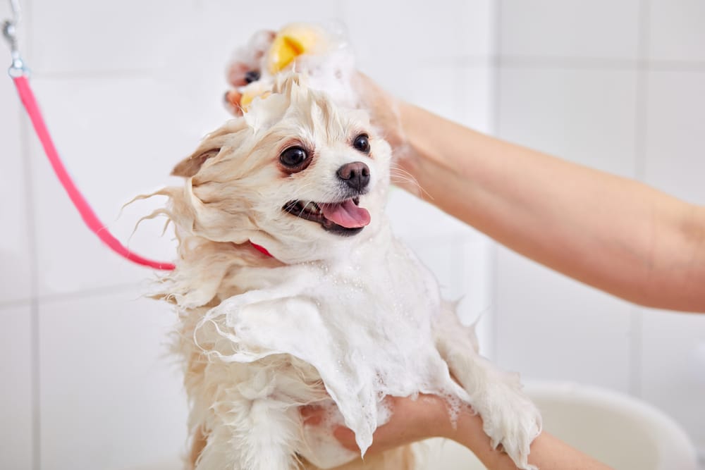 Are Mobile Dog Groomers More Expensive? The Hidden Value