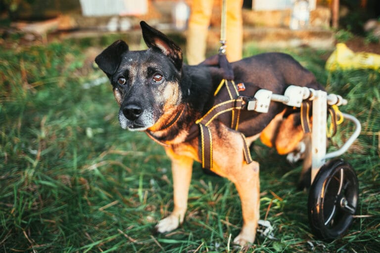 View of Can Mobile Grooming Services Accommodate Special Needs Dogs? – Primped ...