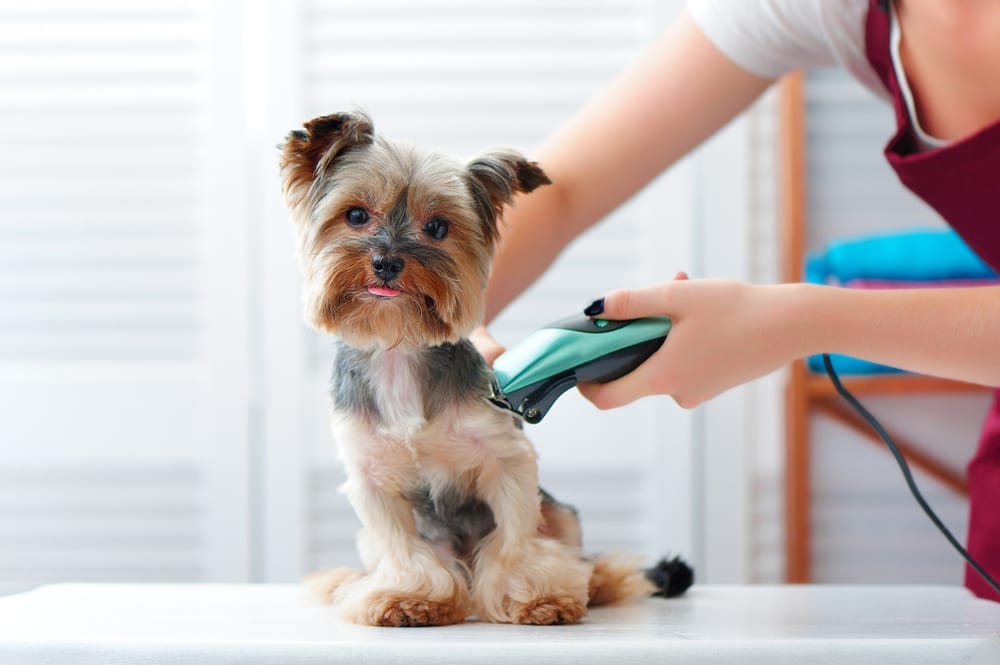 Pet Grooming Tips.