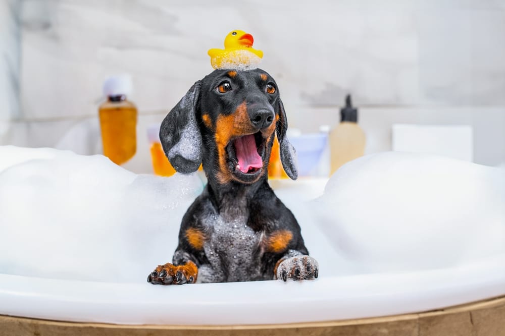 A Quick Guide to Dog Baths.