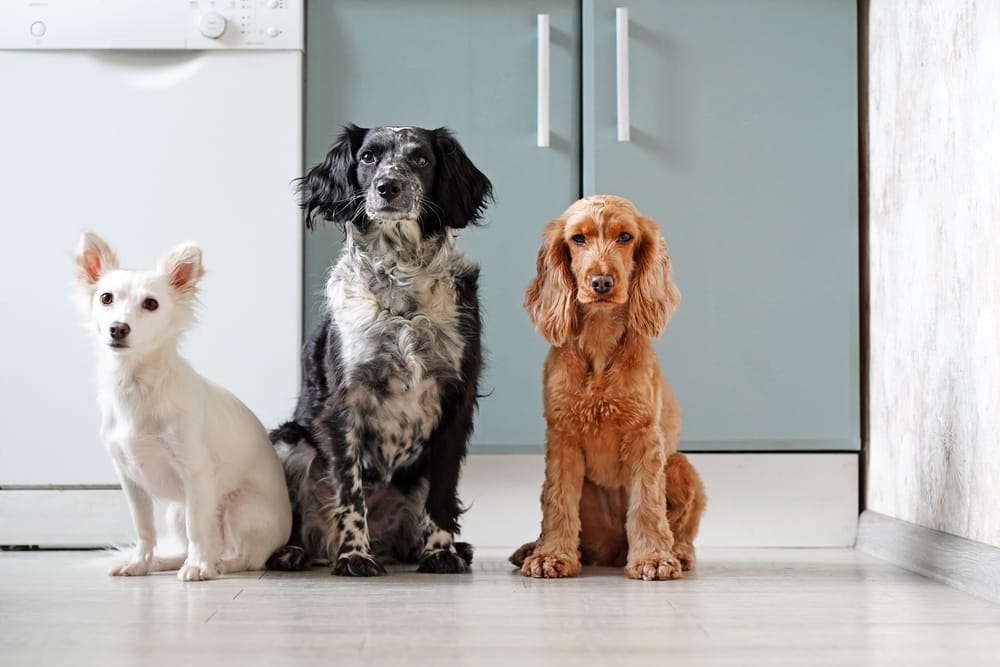 Top Rated Mobile Dog Groomers in McKinney Texas.