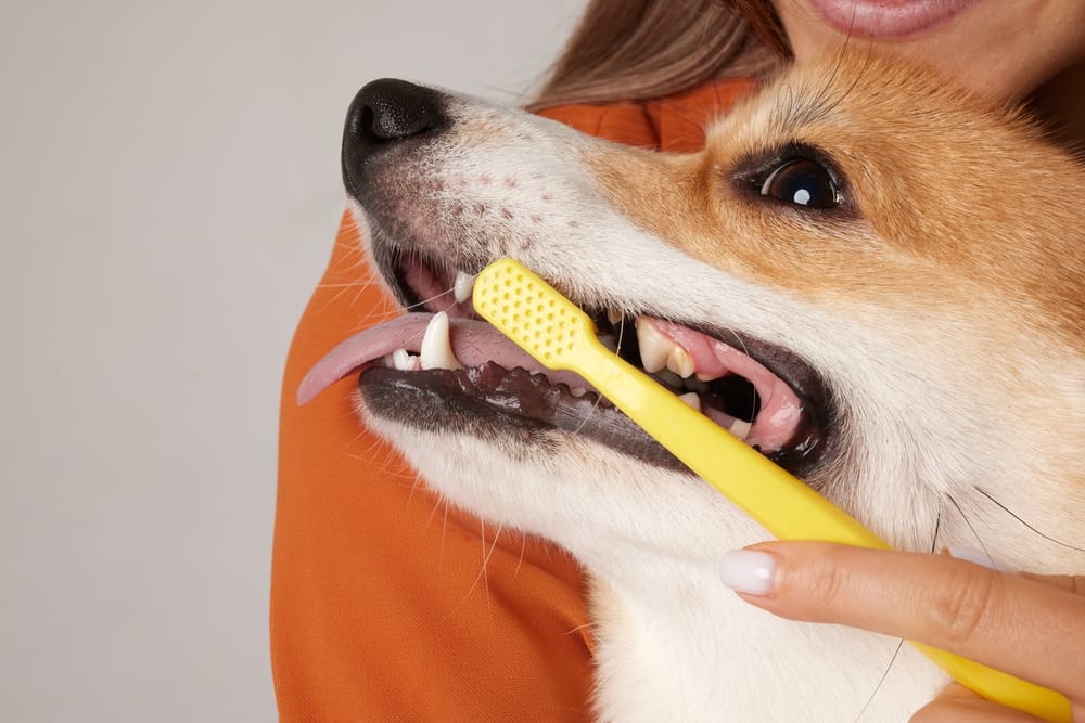 Reasons Why Plano Residents Should Have Their Dog’s Teeth Brushed.
