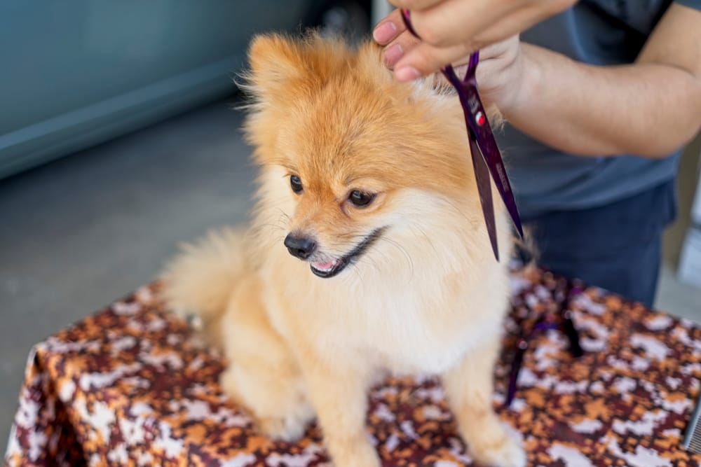 Summer is Here - 3 Reasons It's Time to Give Your Pet a Trim.