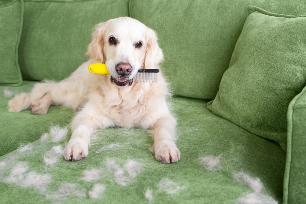 Why Regular Dog Grooming Is Important.