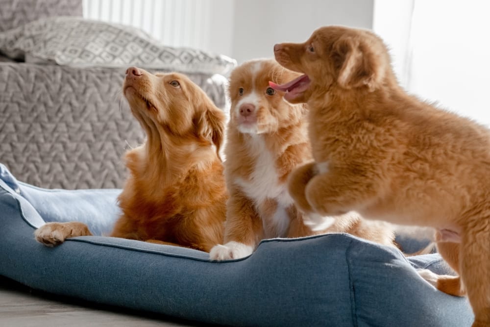 7 Reasons Why Mobile Grooming Services Are Perfect for Busy Pet Owners