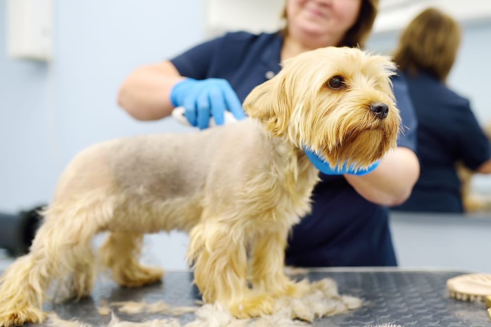 Should You Shave Your Dog for Summer in Texas? Read This Before You Grab the Clippers.