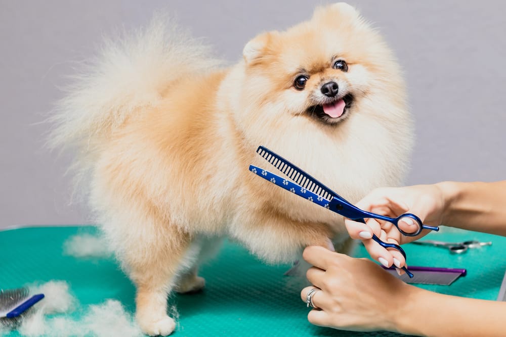 Why Shaving Your Dog Costs Just as Much as a Haircut (And Why It’s Worth Every Penny).