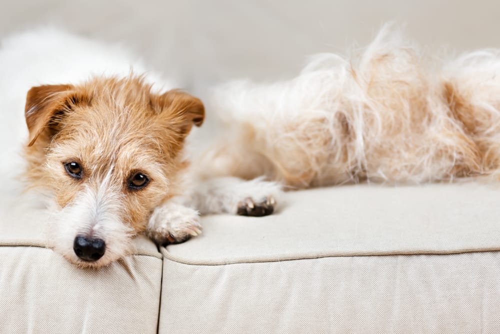 Shedding Season Survival: 5 Ways to Tame Your Dog’s Summer "Fur-ricane".