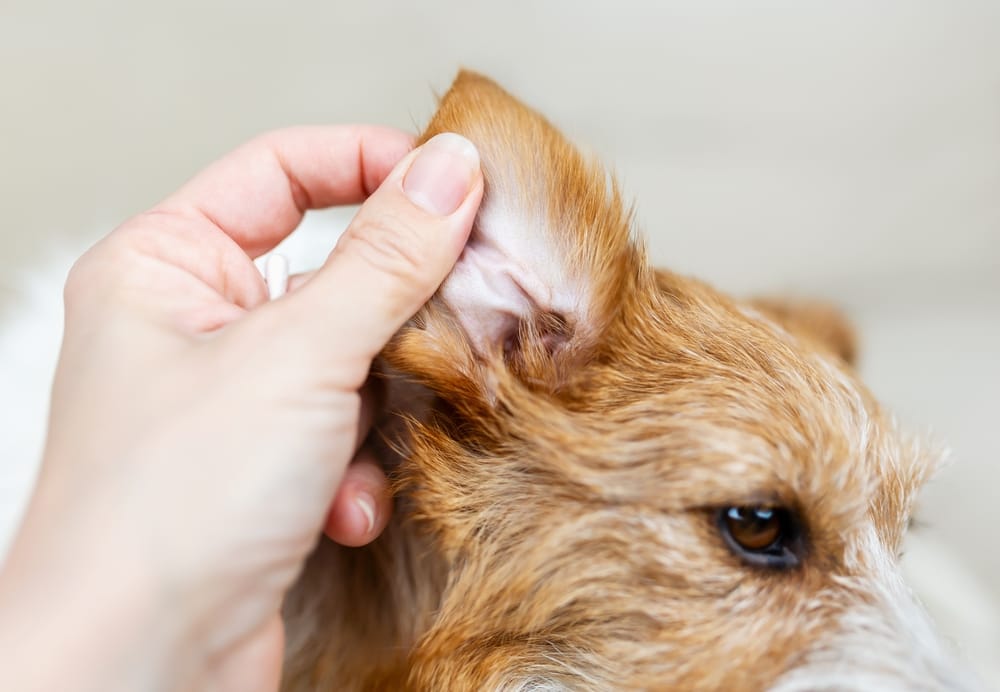 Signs My Dog Needs a Good Ear Cleaning.