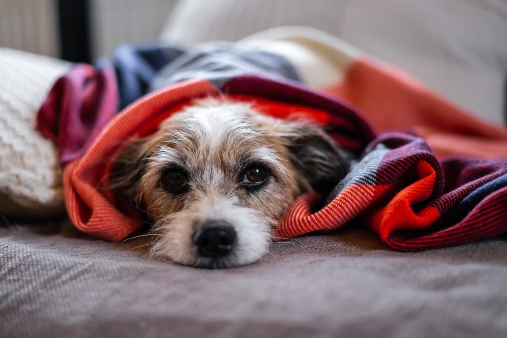 How Much Should You Tip Your Mobile Dog Groomer in McKinney, Allen & Frisco, TX.