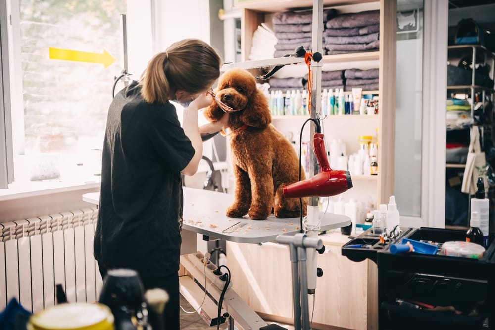 The Ultimate Guide to Doodle Grooming in Texas: Why Your Dog's Summer Survival Depends on It.