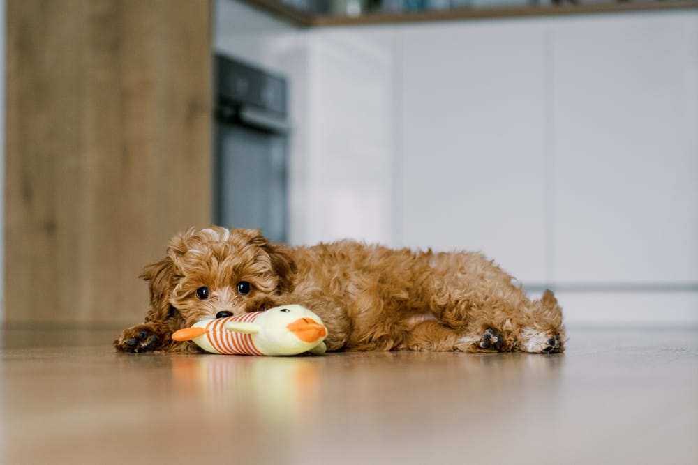 At What Age Should You Start Taking a Puppy to the Groomer?