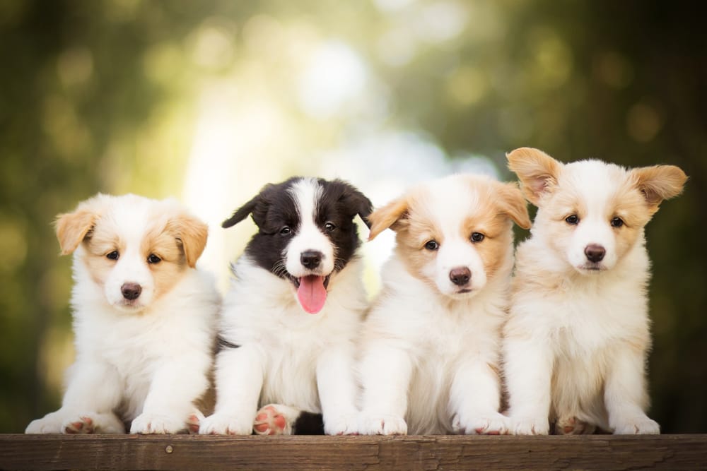 Why Us Puppies Love Our Dog Groomers