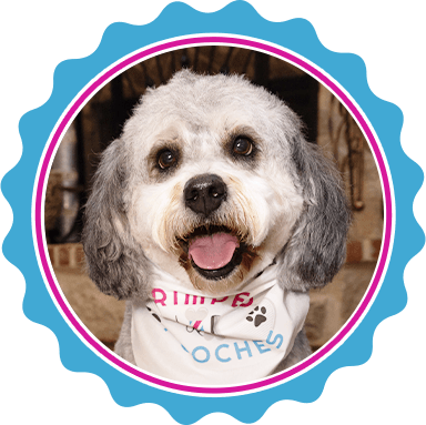 About Primped Pooches Mobile Dog Spa.