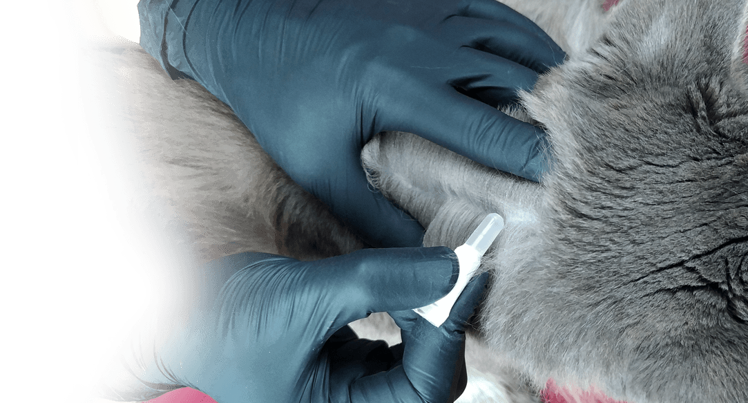 Flea and tick treatment for cats and dogs in Dallas-Fort Worth.