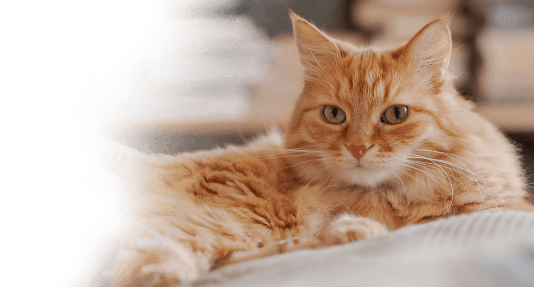 Dallas-Fort Worth cat bathing and pet grooming.