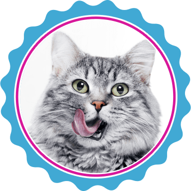 Cat grooming services in North Texas.