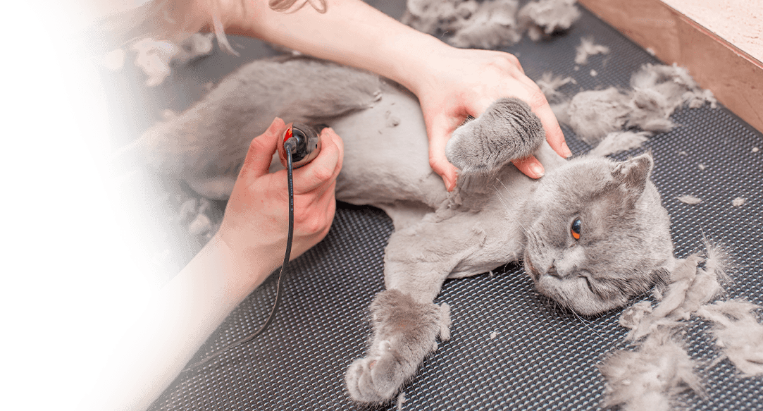 Dallas-Fort Worth cat haircutting services.