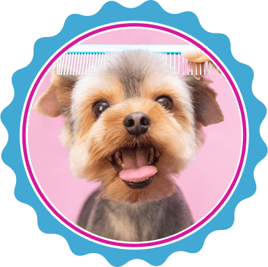 Dog haircut services in Dallas-Fort Worth.